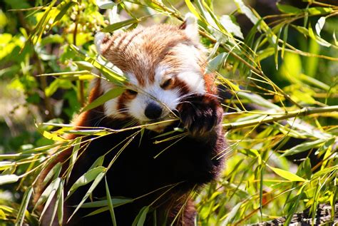 Free Photo Red Panda Panda Mammal Wildlife Free Image On Pixabay