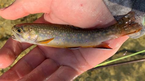 Fly Fishing For Native Brook Trout Central Pa Youtube