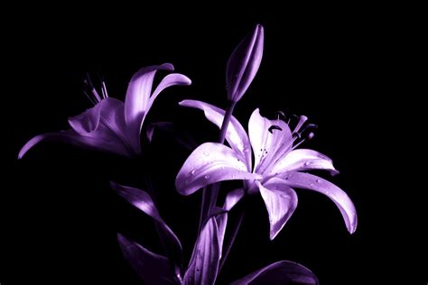 Free Images Nature Blossom Black And White Flower Purple Petal