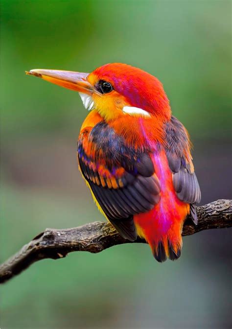 A Colorful Bird Sitting On Top Of A Tree Branch With Its Beak Open And