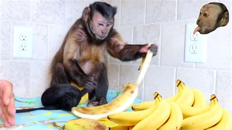 Capuchin Monkey Goes Bananas Youtube