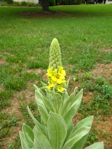 Plant with yellow flowers identification uk. Mystery weed flower: Identification anyone? Wooly Mullein ...