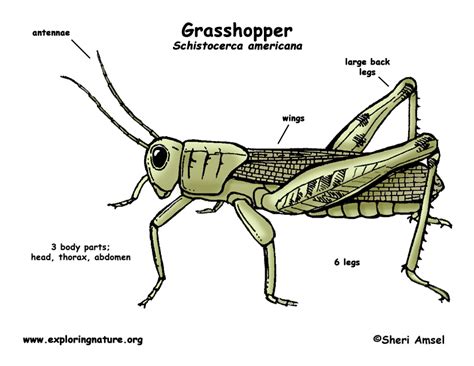 30 Diagram Of A Grasshopper With Label Wiring Database 2020