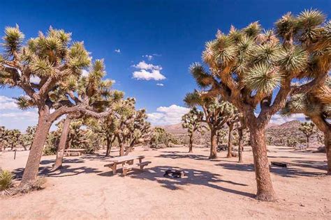 From here, you're only a 20 minute drive from the western entrance station making this a great. Best Camping in Joshua Tree National Park • James Kaiser