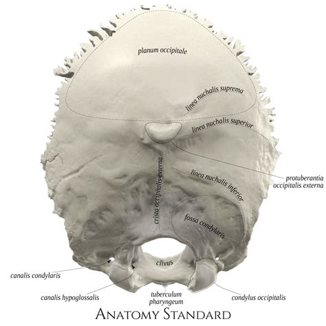 Skull Anatomy Head Anatomy Occipital Medicine Student Dental School