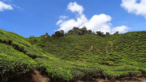 Cameron highlands was named after william cameron, a british government surveyor who discovered it in 1885 on a mapping expedition but failed to mark his discovery. Frelon Around The World: Malaysia - Tanah Rata / Cameron ...