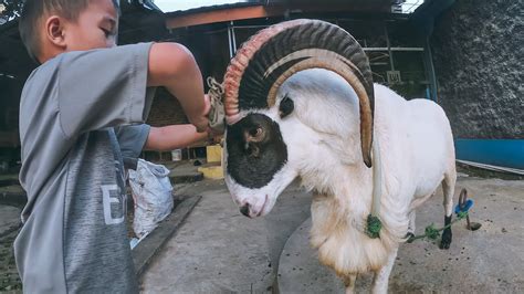 Mencintai Adu Domba Garut Sejak Dini Kebudayaan Asli Khas Indonesia
