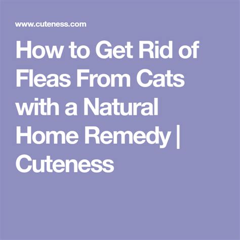 Patty khuly talks about how to make an informed i had the cremation service get a special headstone in her honor. How to Get Rid of Fleas From Cats with a Natural Home ...