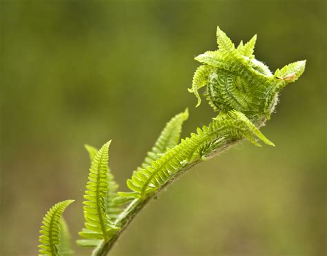 Macro Photography Of Fern Plant Hd Wallpaper Wallpaper Flare