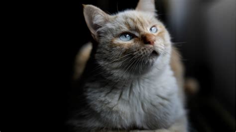 Coronavirus Can Infect Cats Study Finds Fox News