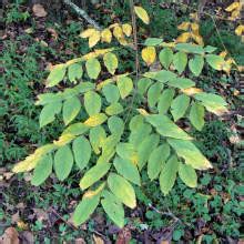 Listed as threatened since 2008, the rare but magnificent kentucky coffee tree is one of ontario's greatest lost trees. Forest Resources Center & Arboretum - Kentucky Coffee Tree