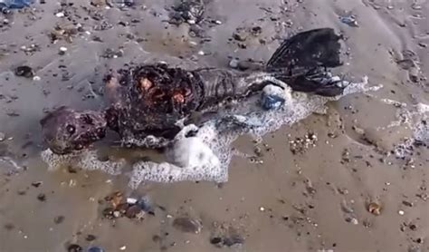 Leš neobićnog bića otkriven na obali Velike Britanije! (VIDEO) | Info ...
