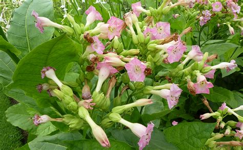 Medicinal Use Of Tobacco Nicotiana Tabacum Solanaceae Herbs And