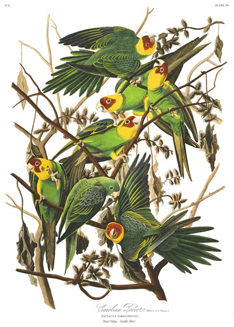 We Now Know The Real Range Of The Extinct Carolina Parakeet Audubon