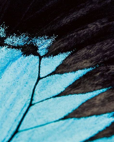 Pin By Kristine On Textures Insect Art Blue Butterfly Wings Nature