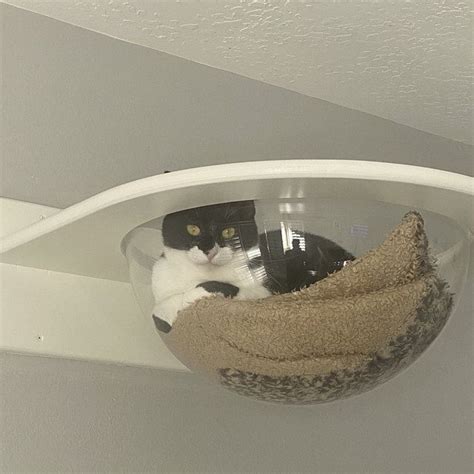 Ceiling Complex For Cats In 2020 Cat Wall Furniture Cat Climbing