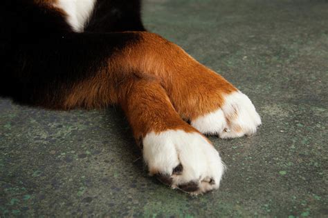 Portrait Of Bernese Mountain Dog Paws Photograph By Animal Images Pixels
