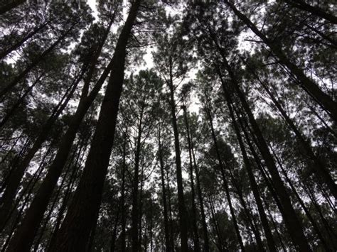 Pemandangan Indah Di Hutan - Gambar Viral HD
