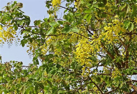 Hd Wallpaper Cassia Fistula Golden Shower Tree Amaltas Flowers Yellow Wallpaper Flare