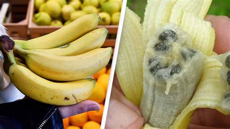 Cavendish Bananas Are On The Brink Of Extinction Say Scientists