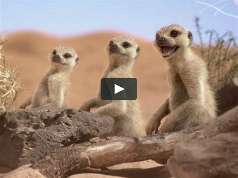 Dirty Dancing Meerkats On Vimeo