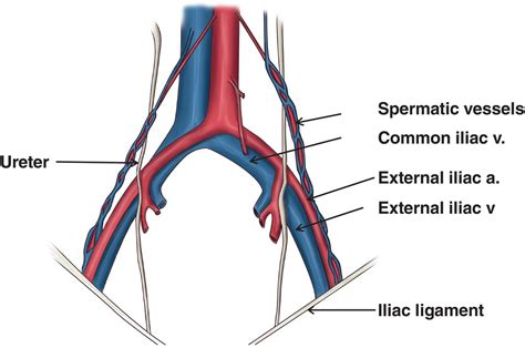 The Pelvic Veins External Internal Common Iliac Teach