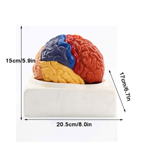 Buy Life Size Human Brain Anatomical Model Anatomy 2 Part Model Of