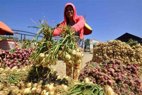 Onion Farmers Woes Da Oks 1000 Import Permits Inquirer News