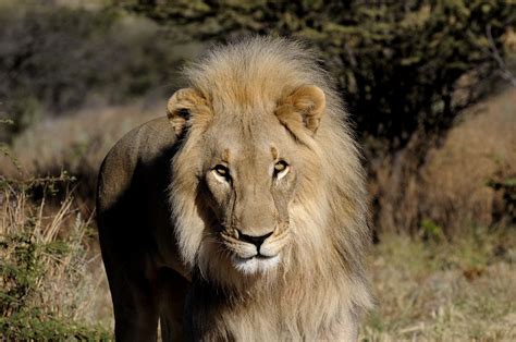 Katanga lion media - Encyclopedia of Life
