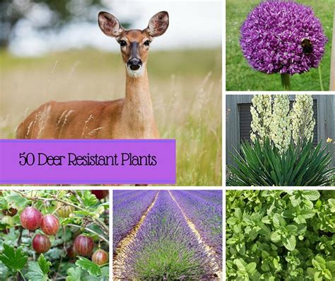 By david salman, high country gardens founder & chief horticulturist. 50 Deer Resistant Plants - Home and Gardening Ideas