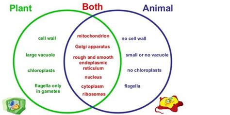 Check spelling or type a new query. Structure of Plant and Animal Cell | Plant and animal ...