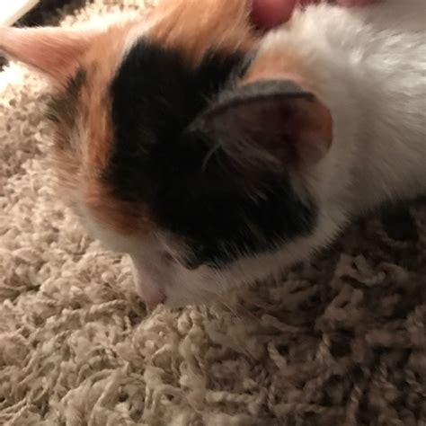 Blutgerinnsel im kopf enden oft tödlich, viele überlebende leiden an schäden bis hin zu schwersten lähmungen. Katze hat beule am kopf (vlt tumor)? (krank, Katzen)