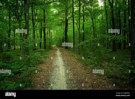 Eastern Deciduous Forest High Resolution Stock Photography And Images