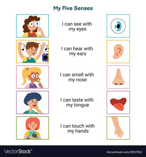 My Five Senses Educational Poster For Kids Sight Vector Image