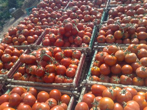 أصناف الطماطم المتسلقة
