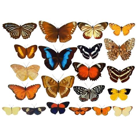 Photo Realistic Painting Of Butterflies By Bridget Orlando In 2021
