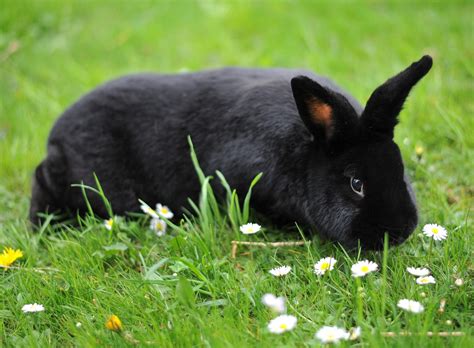 Here are the breeds recognized by the american rabbit breeders association, grouped by size 25 rabbit breeds with pictures - From dwarf rabbits to giants