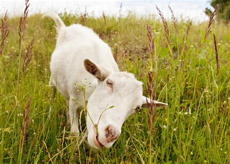 A meme stock is a security that gains viral attention through social media sites like reddit and twitter. Nanny Goat Eating Grass. Stock Image - Image: 12597361