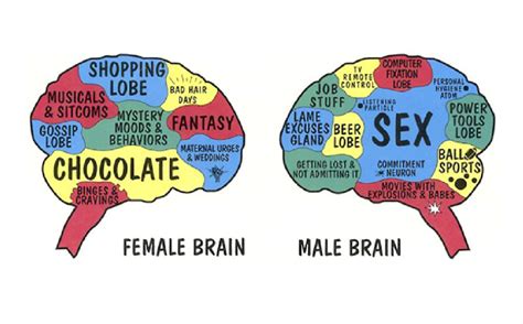≡ Male Brain Vs Female Brain 15 Differences According To Science 》 Her Beauty