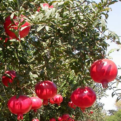 Creative Farmer Live Fruit Plant Pomagranate Anar Dwarf Pomegranate