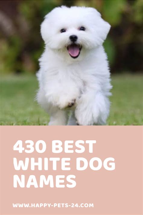 White Dog Names 430 Best Name Ideas For A White Puppy Dog Names