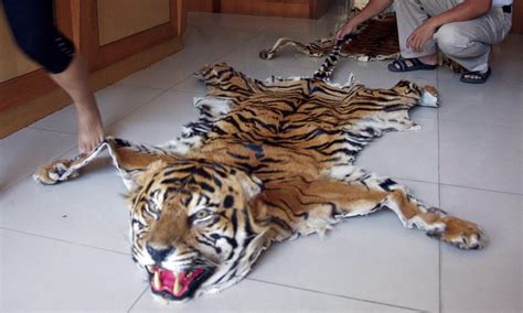 China Accused Of Defying Its Own Ban On Breeding Tigers To Profit From Body Parts Focusing On