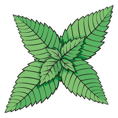 Mint Leaf Clip Art Free Download On Clipartmag