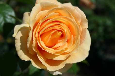 Glam fleur offers a distinctive experience in the world of luxury flowers. Long stemmed rose (Hybrid Tea) Candlelight 175mm Pot ...