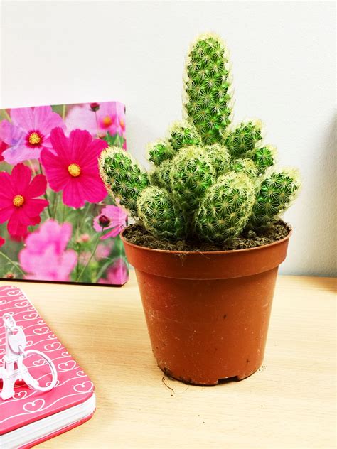 It's a wonderful indoor plant because of its unique ability to adapt to typical indoor climates and the panda plant has a small stature which makes it a good choice if you need to squeeze a plant into a i love when people grow this style of cactus because it brings back memories of my great grandmother. 1 grandes Mature Cactus cactus succulentes Bureau Jardin ...