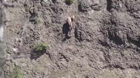 Bighorn Sheep Teaches Lamb To Climb Down Cliff Yellowstone Youtube