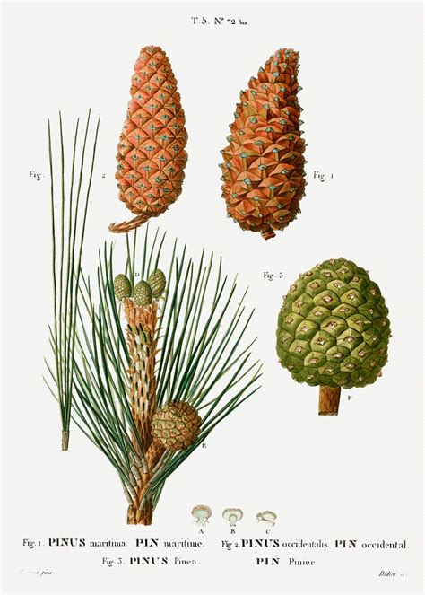 Maritime Pine Pinus Maritima Hispaniolan Free Photo Rawpixel