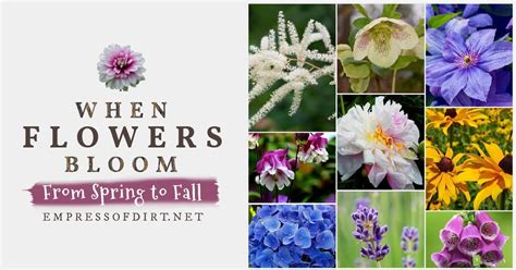 Perennial Flower Bloom Times From Spring To Fall