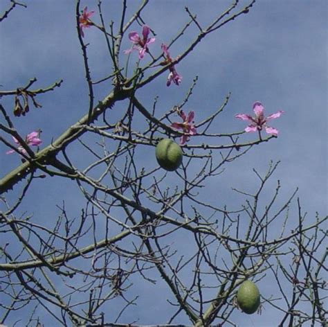Choose disease resistant varieties, use permaculture techniques like guilding, prune branches and thin flowers, bag young fruit to protect from pests, and identify nutrient. kapok fruit tree with beautiful pink flowers.JPG Hi-Res ...