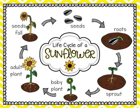 Class Resource The Lifecycle Of A Sunflower The Sunflower Is A